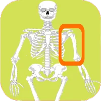 Skeleton bones, guess what is